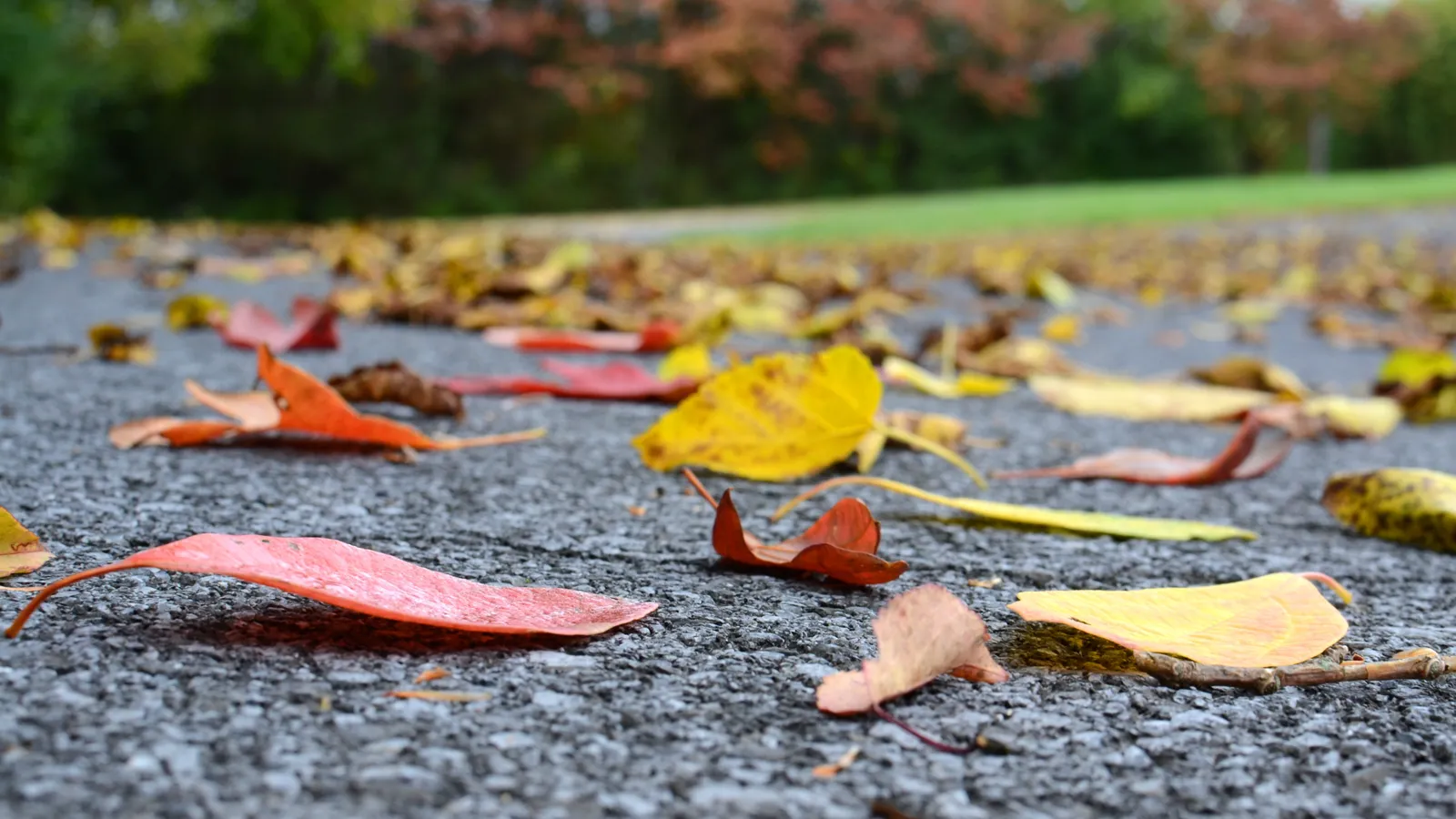 Fallen autumn leaves on an asphalt lot in Connecticut